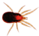Acaro