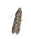 Tarma