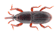 Calandra del riso