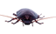 Agabus Guttatus