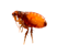 Pulce