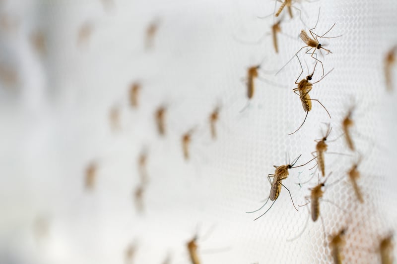 5 Tips for Reducing Mosquito Infestations