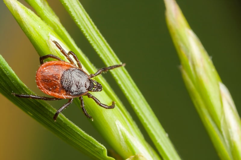 Ticks and Climate Change: why are ticks spreading across Europe?