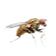 Mosca