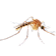 Zanzara