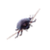 Zecca