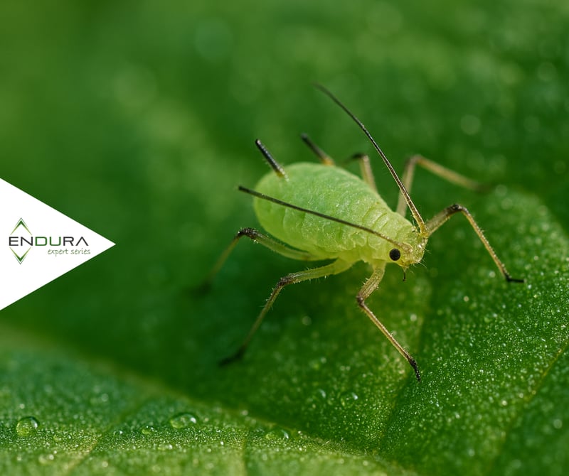 Endura Expert Series Insecticide-Resistant Insects