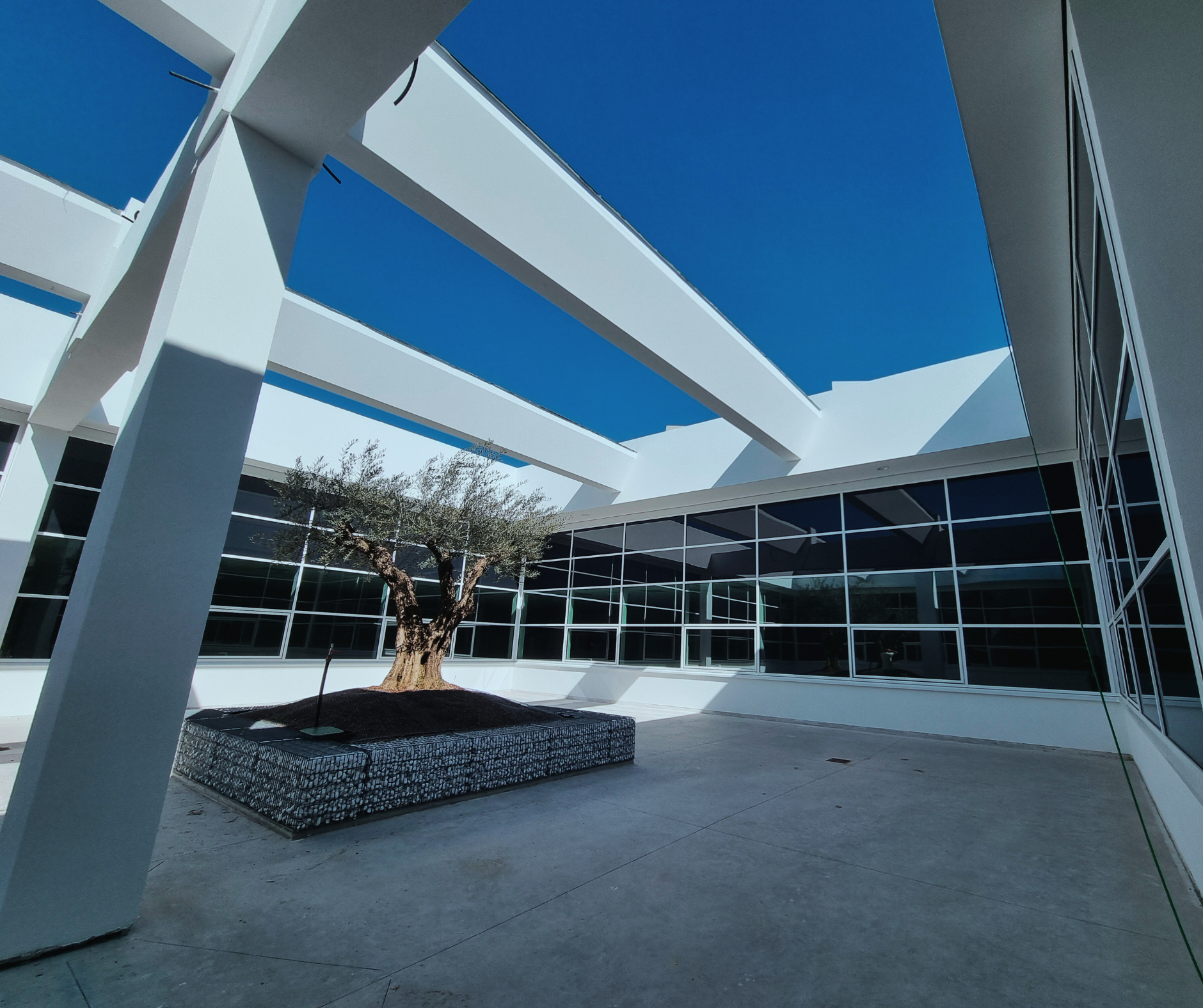 Courtyard view featuring a small olive tree growing from a rectangular gabion planter set against a modern building facade of large square windows, all framed by a white pergola structure open to a bright blue sky.