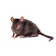 Ratto grigio