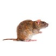 Ratto