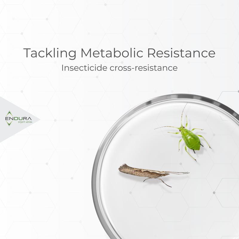 Endura Expert Series: Insecticide cross-resistance: what it is and what you can do about it