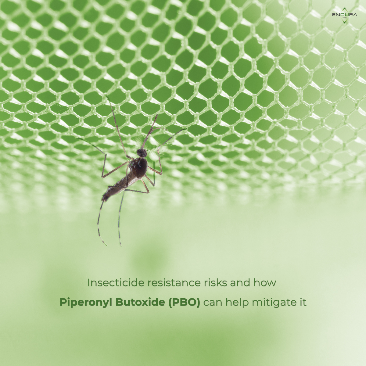 Insecticide resistance risks and how PBO can help mitigate it