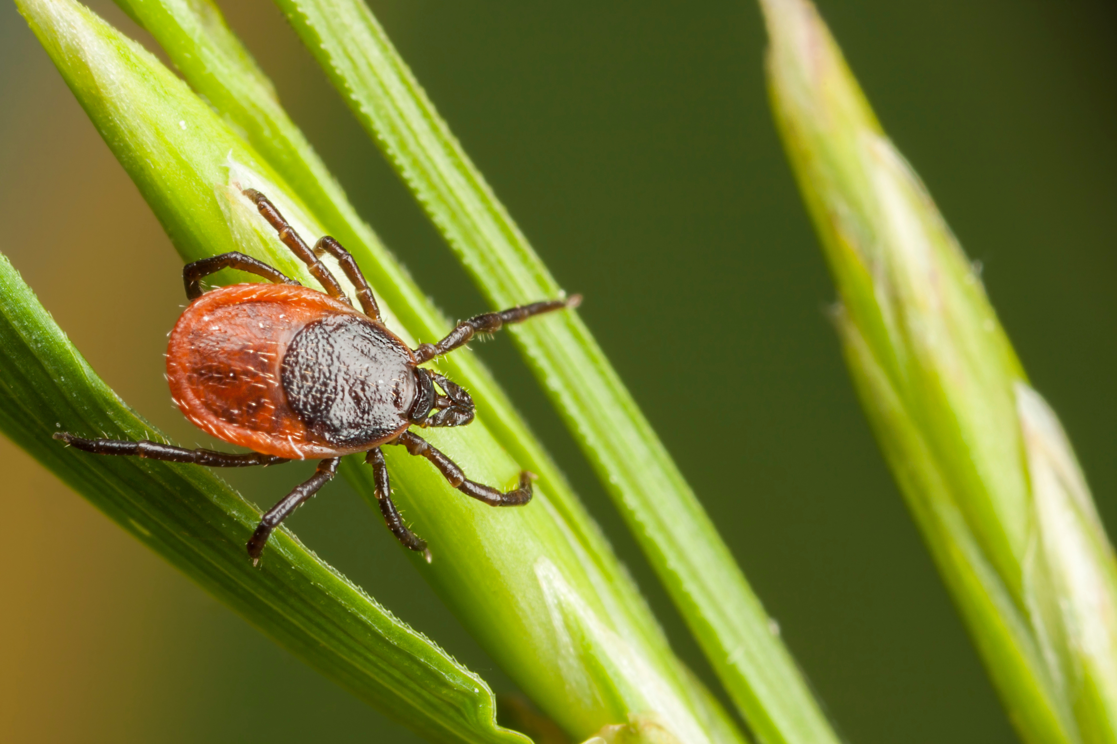 Ticks and Climate Change: why are ticks spreading across Europe?