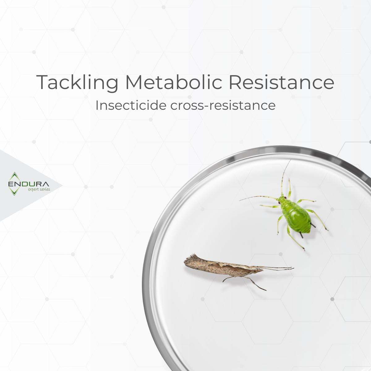 Insecticide cross-resistance